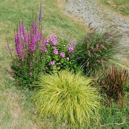 Wisniowe Zacisze -