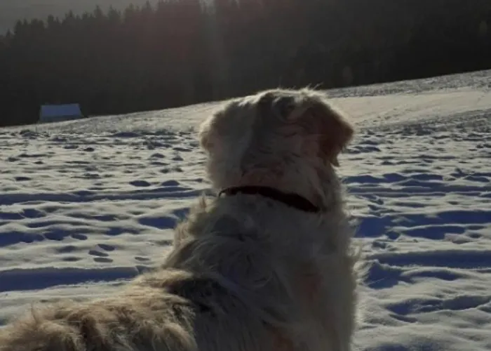 Wisniowe Zacisze - 乡村民宿 Sułkowice