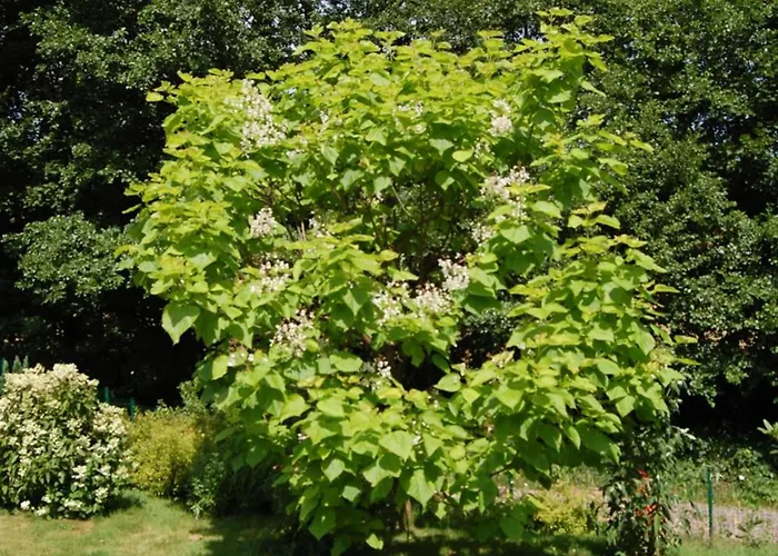 Wisniowe Zacisze - 乡村民宿 *